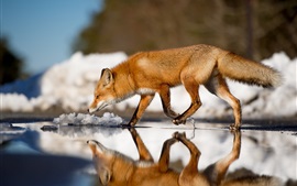 Fox walking on water