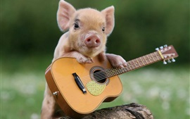 Preview wallpaper Little pig and guitar