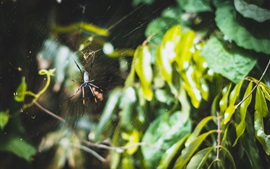 Preview wallpaper Spider, web, leaves