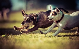 Preview wallpaper Two dogs, running