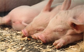 Preview wallpaper Sleeping pigs