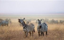 Preview wallpaper Zebra, animals, grass