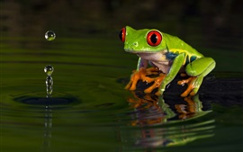 Preview wallpaper Green frog, water, wave