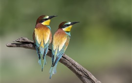 Preview wallpaper Two birds, bee-eaters