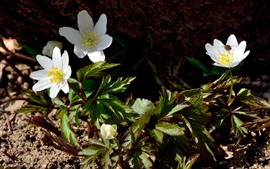 White anemone flowers