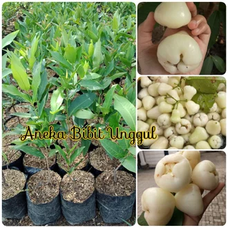 Jual Produk Jambu Air Putih Susu Termurah Dan Terlengkap November 2021 Bukalapak