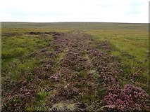  : Track from Forsinard Lodge to Forests, near Ewe Burn by Chris and Meg Mellish