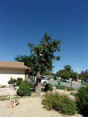 Photo of Northern Nevada Tree Experts - Sparks, NV, US. AFTER