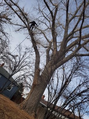 Photo of Northern Nevada Tree Experts - Sparks, NV, US.