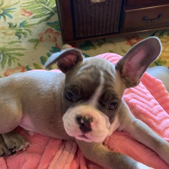 Emma's Pets - My beautiful pup from Margie and Spartus - Brentwood, CA