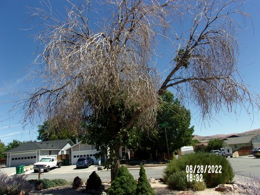 Photo of Northern Nevada Tree Experts - Sparks, NV, US. BEFORE