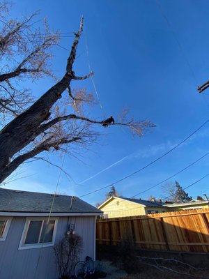 Photo of Northern Nevada Tree Experts - Sparks, NV, US.