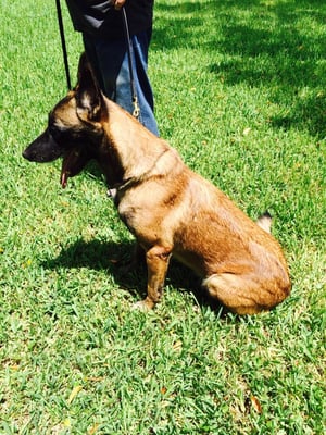 Photo of West Point K-9 Academy - Miami, FL, US. Training in the field.