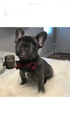 Emma's Pets - Most handsome Frenchie ever! - Brentwood, CA