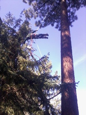 Photo of Northern Nevada Tree Experts - Sparks, NV, US.