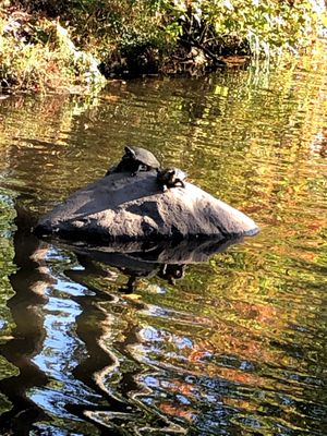 Photo of Rahway River Park - Rahway, NJ, US. Turtle