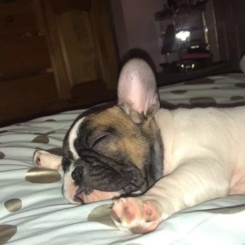 Emma's Pets - Brentwood, CA