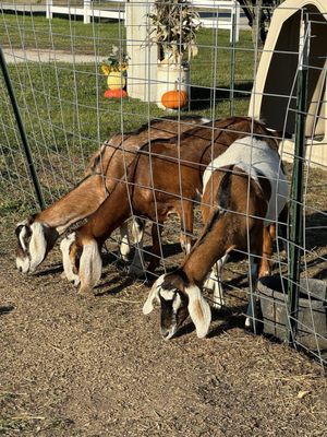 Photo of Swan Pumpkin Farm - Franksville, WI, US. Goats for petting