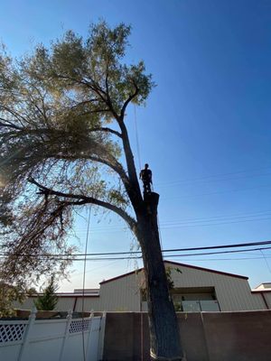 Photo of Northern Nevada Tree Experts - Sparks, NV, US.