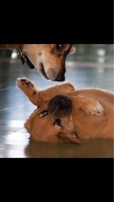 Photo of West Point K-9 Academy - Miami, FL, US. Getting along and having fun.