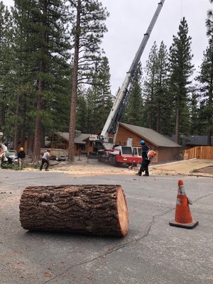 Photo of Northern Nevada Tree Experts - Sparks, NV, US.