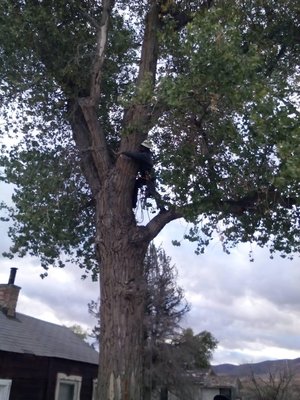 Photo of Northern Nevada Tree Experts - Sparks, NV, US.