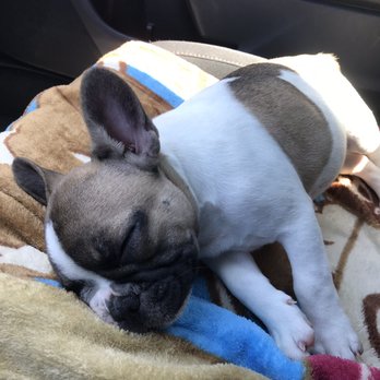 Emma's Pets - Archie's ride home - Brentwood, CA