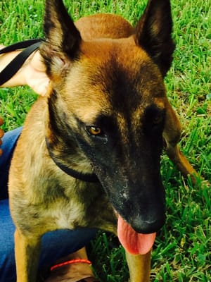 Photo of West Point K-9 Academy - Miami, FL, US. Police dogs and all aspects of training.