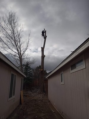 Photo of Northern Nevada Tree Experts - Sparks, NV, US.