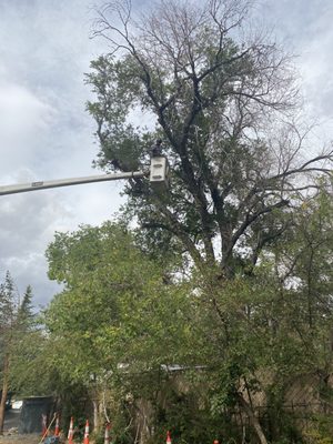 Photo of Northern Nevada Tree Experts - Sparks, NV, US.