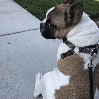 Emma's Pets - Archie's has "Mickey" on his back - Brentwood, CA