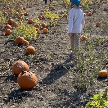 Pumpkin patch