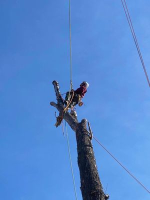 Photo of Northern Nevada Tree Experts - Sparks, NV, US.