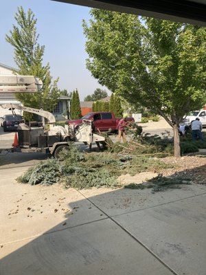 Photo of Northern Nevada Tree Experts - Sparks, NV, US. Blue spruce removal