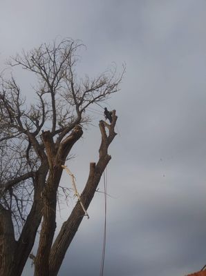 Photo of Northern Nevada Tree Experts - Sparks, NV, US.