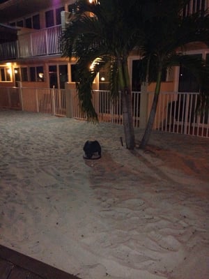 Photo of Osprey Beach Tiki Bar and Grille - Osprey, FL, US. a dog in the sand