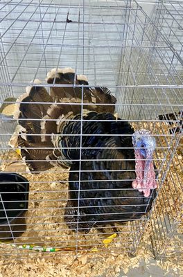 Photo of Volusia County Fair Expo - Deland, FL, US.