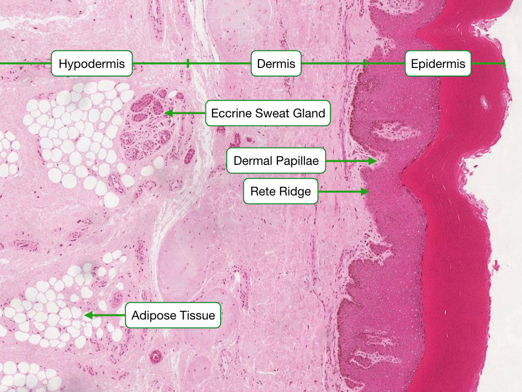 Histology Of Skin Lab