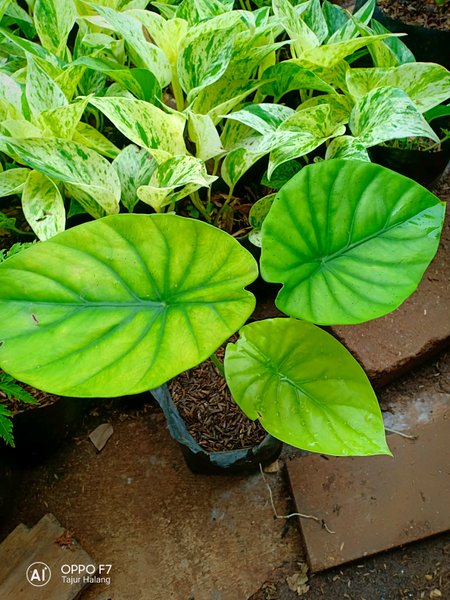 Featured image of post Alocasia Tengkorak Hijau Harga Tanaman ini masih satu keluarga dengan aglaonema sri rezeki caladium dan anthurium