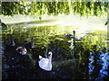 SP2054 : A view of a family of Swans on the River Avon by James Haynes