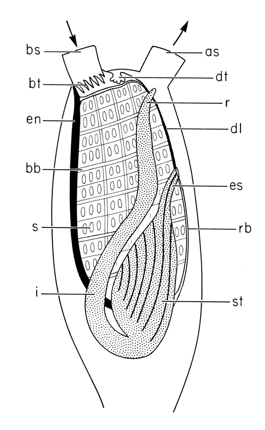 tunicate diagram