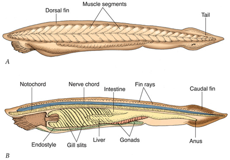 tunicate diagram