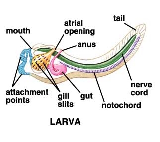 tunicate diagram