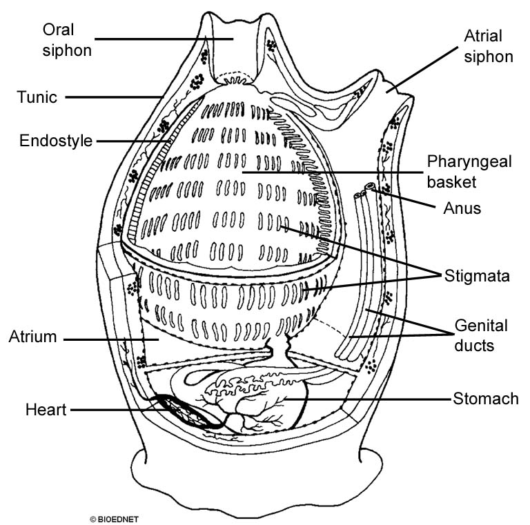 tunicate diagram