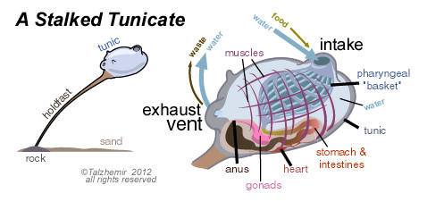 tunicate diagram