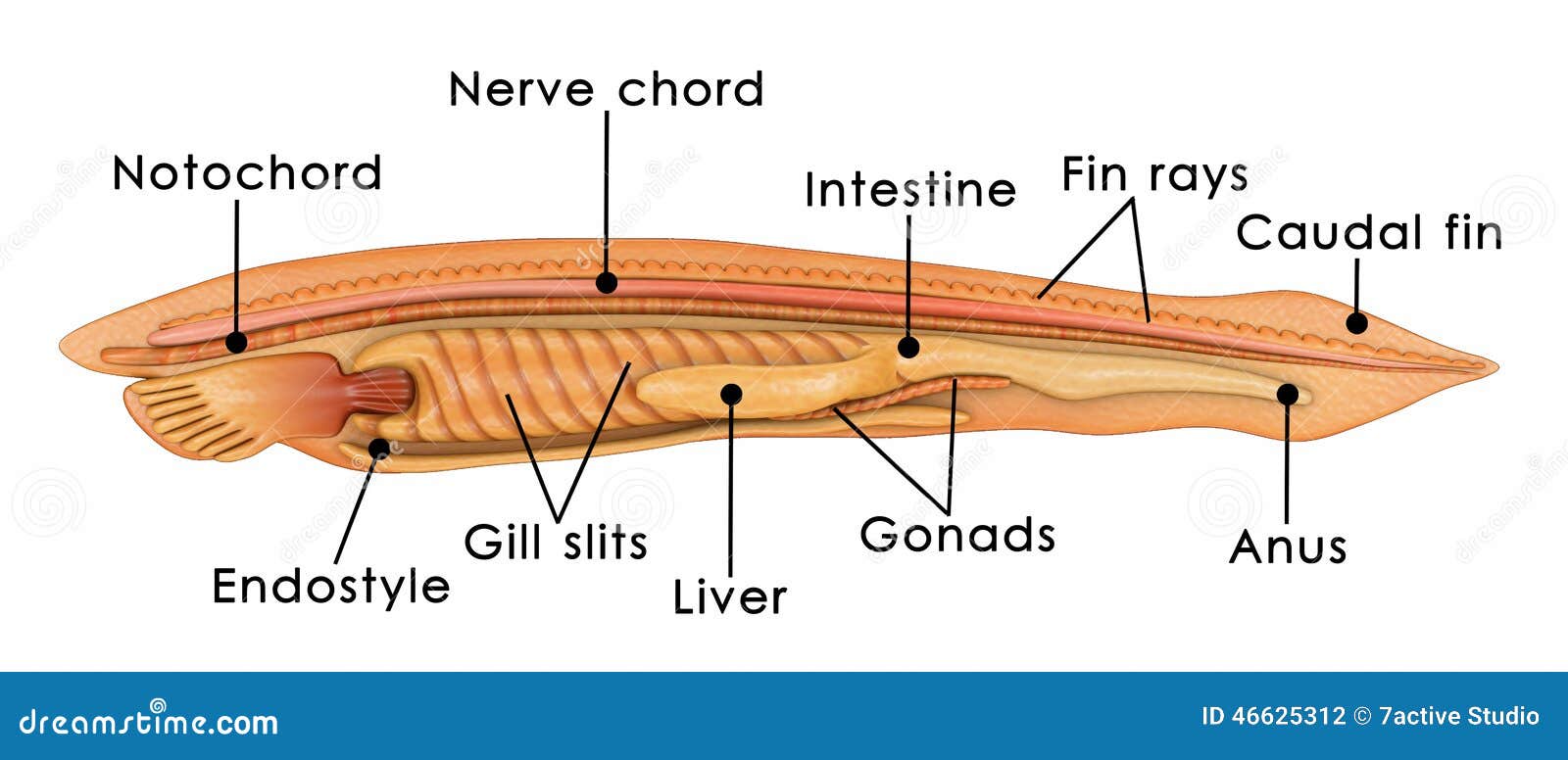 tunicate diagram