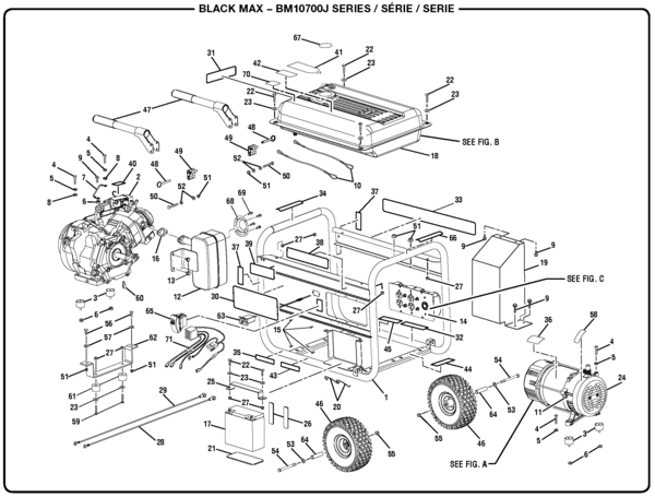 acorn worm diagram