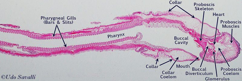 acorn worm diagram