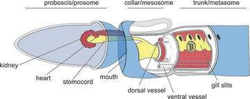 acorn worm diagram