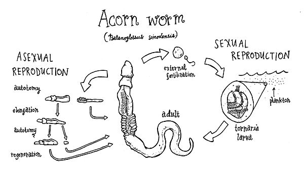 acorn worm diagram